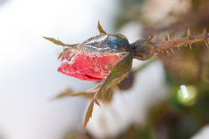 frozen rosebud close-up
