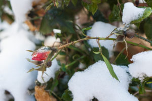 frozen rosebud