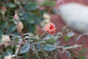 frozen rose bud with rose in background