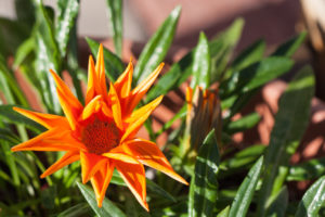 orange gerber flower