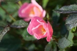 pink rose flower