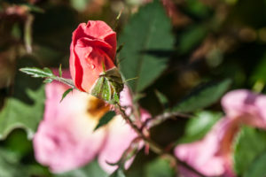rosebud with dewdrop
