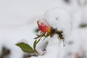 rosebud covered in snow