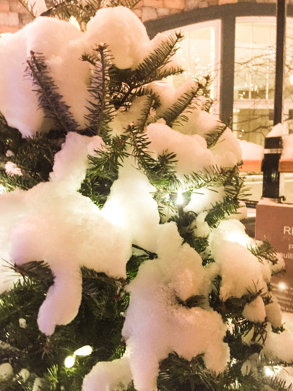 snow on pine tree