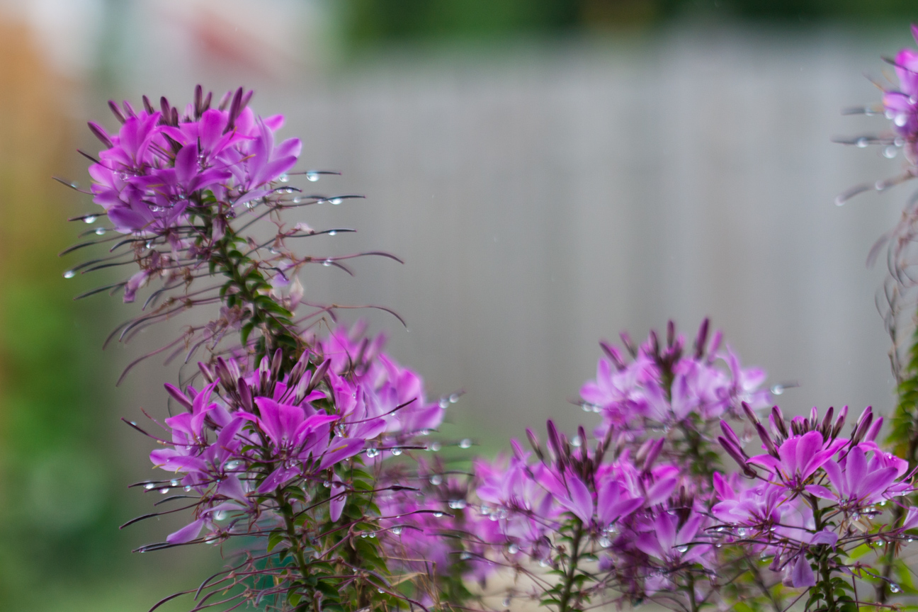 purple flower