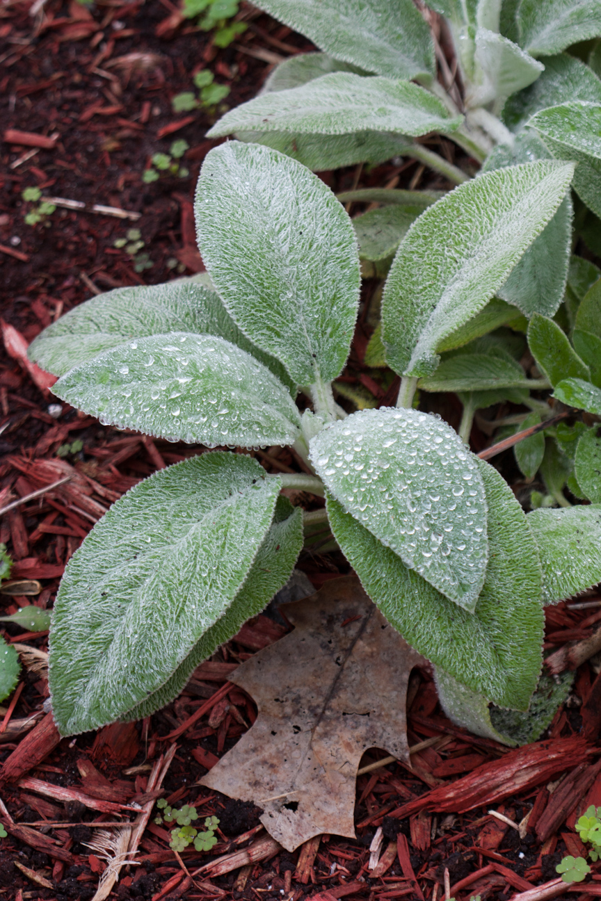 leaves of a plant