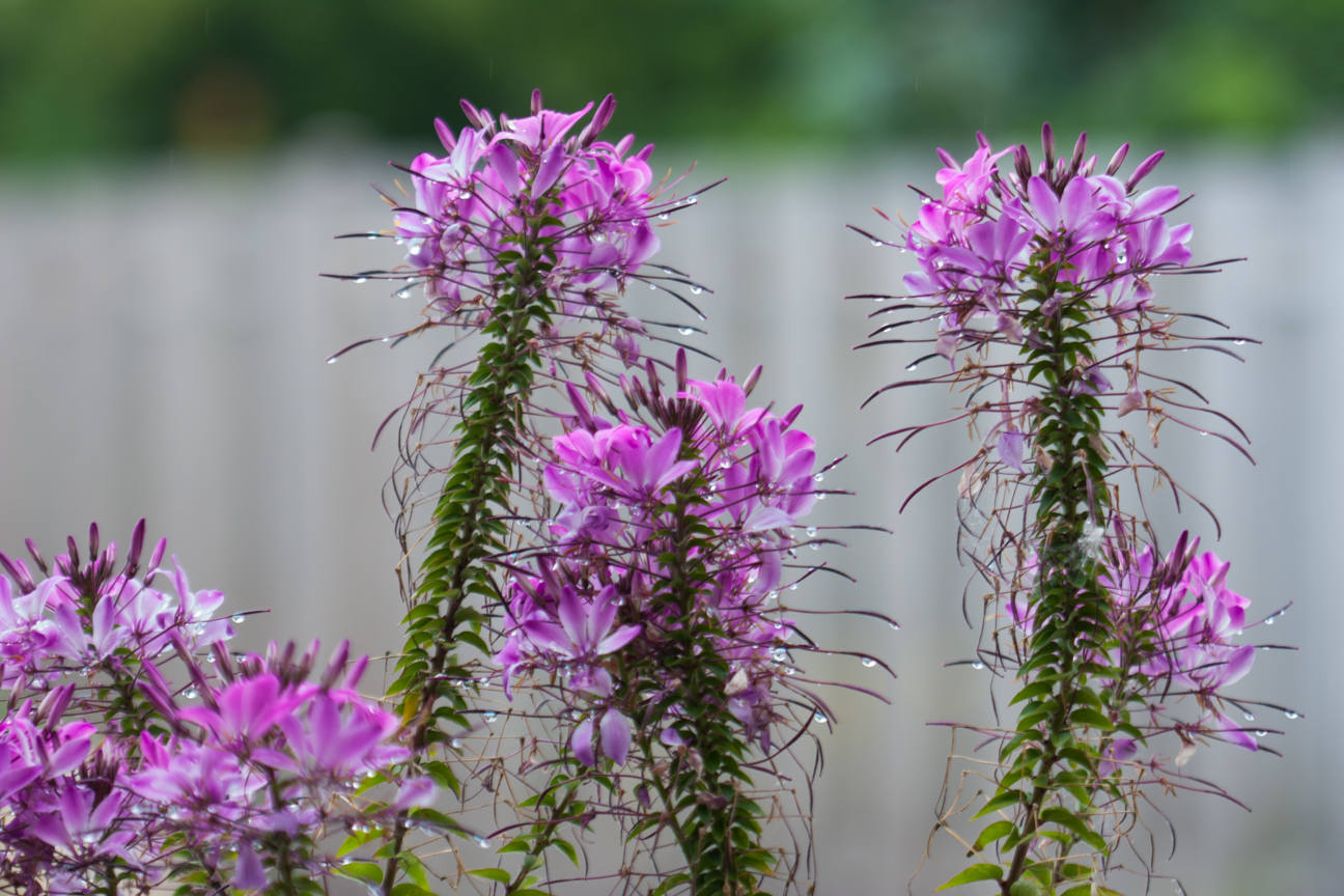 purple flowers