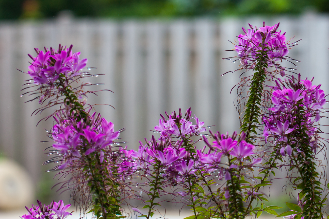 purple flower