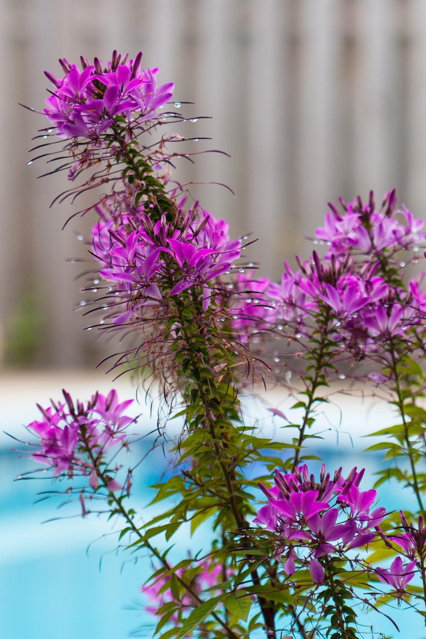 purple flower