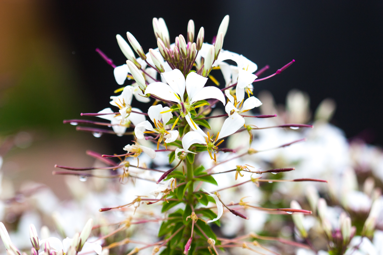 white flower