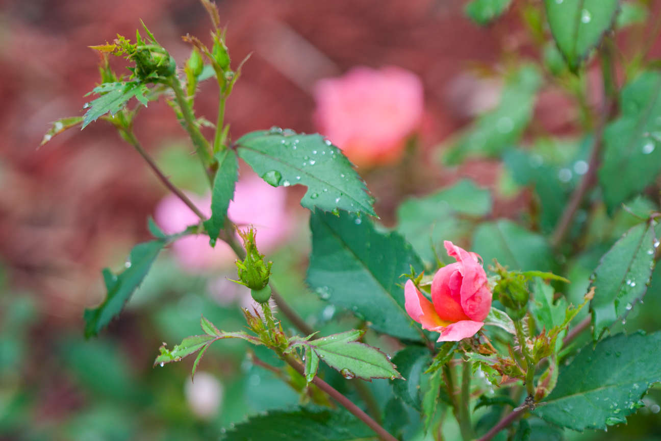 rose bud