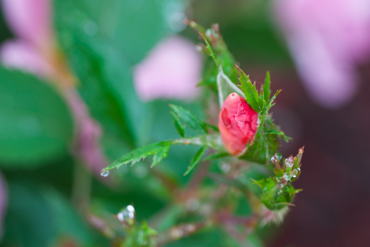 rose bud