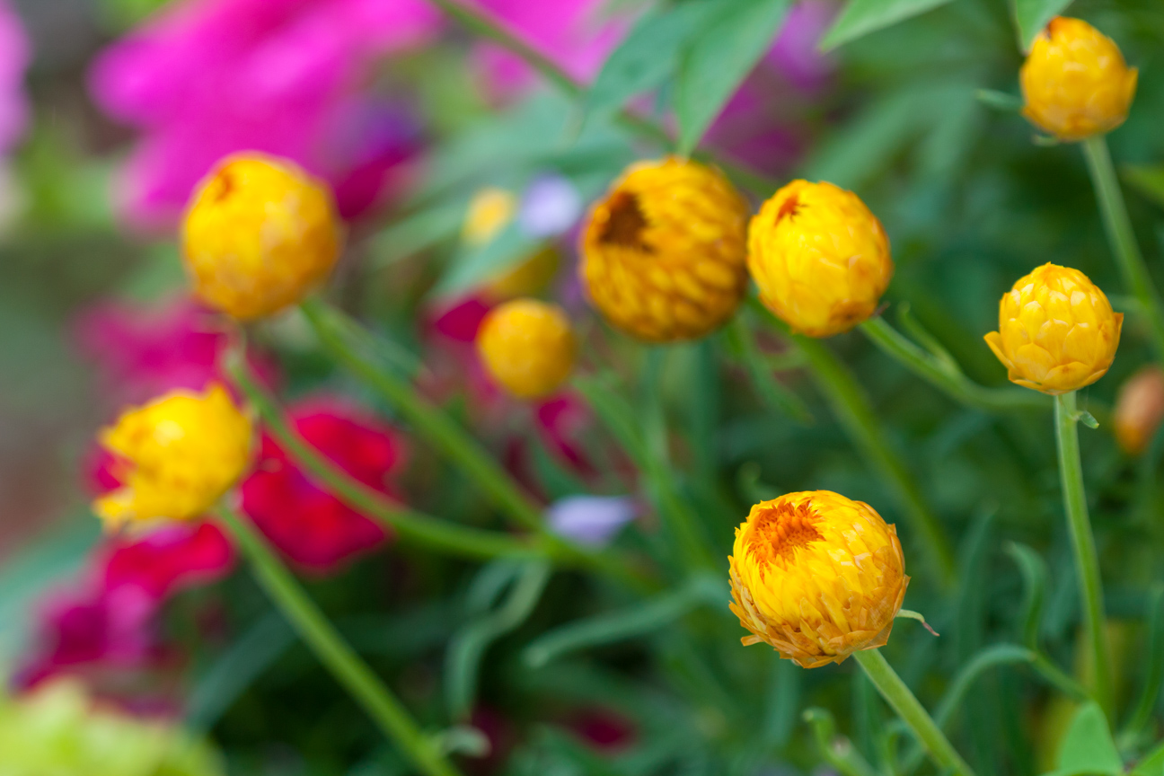 yellow flowers