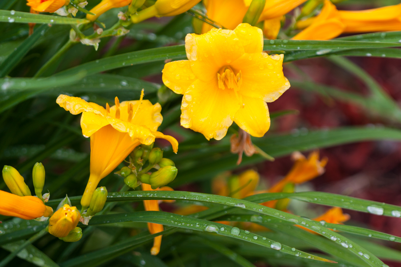 stella d'oro flowers