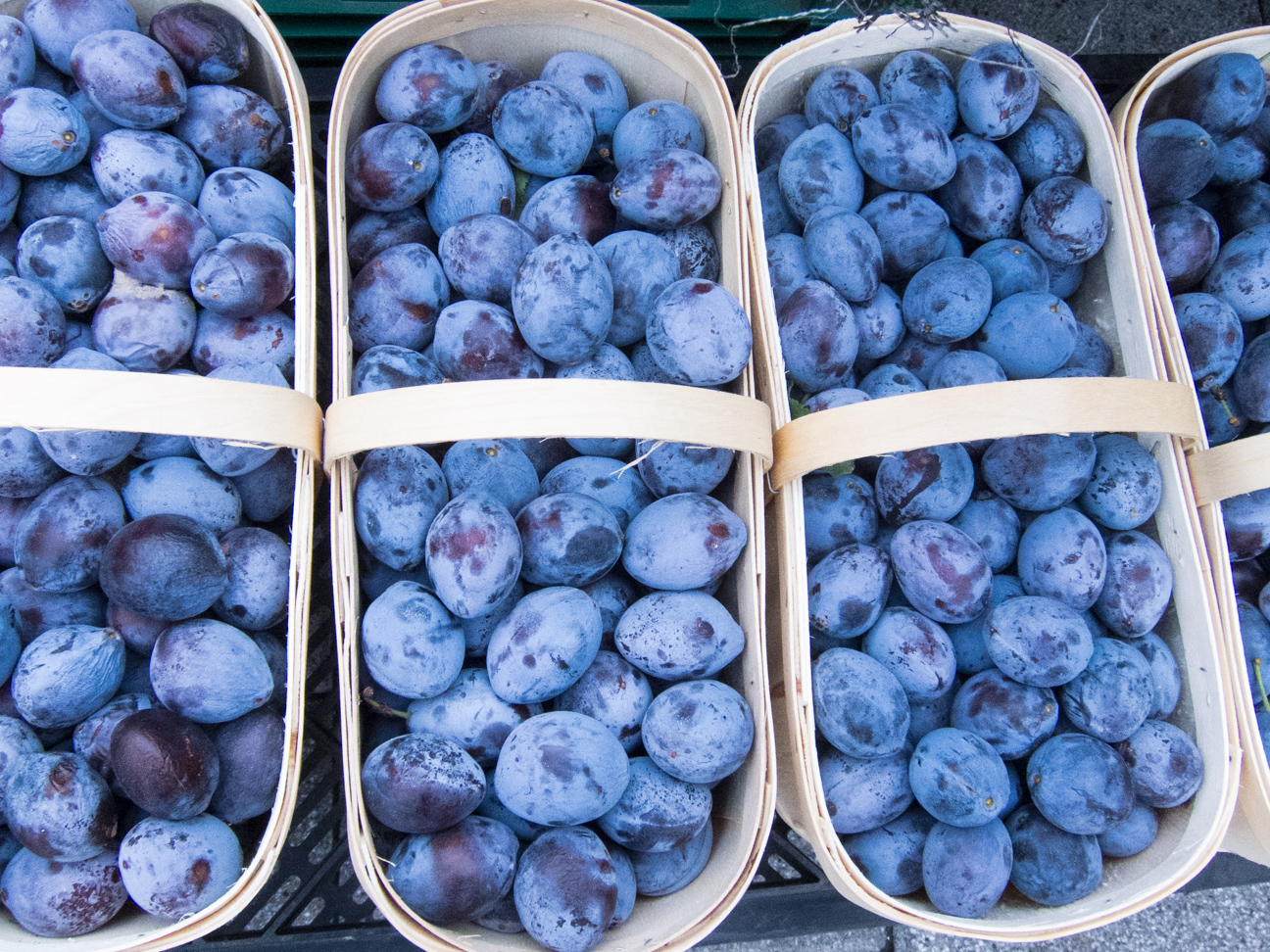 german plums at Ottawa Farmer's Market