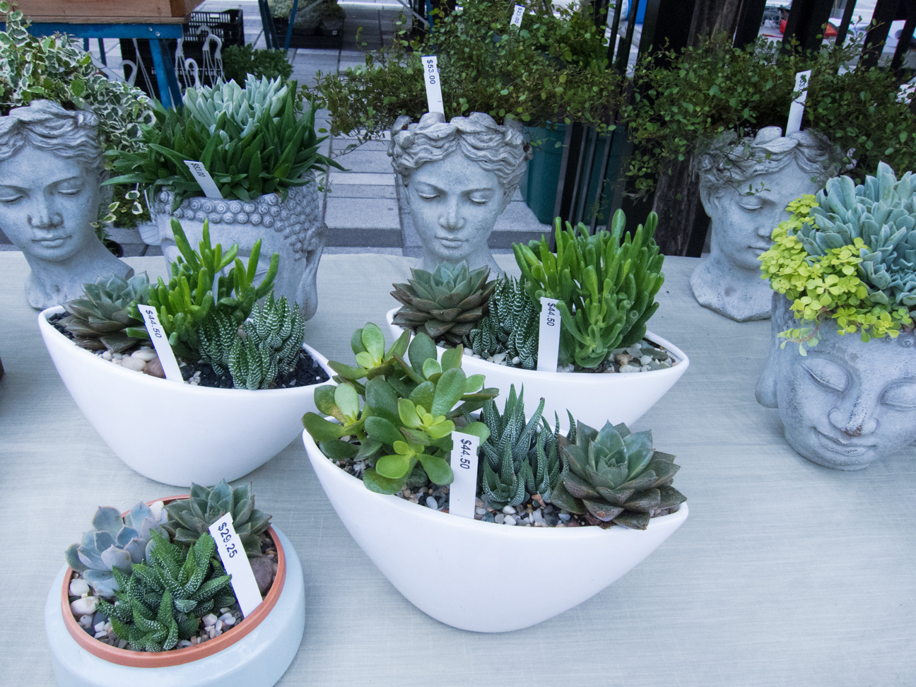 succulent plants at Ottawa Farmer's Market