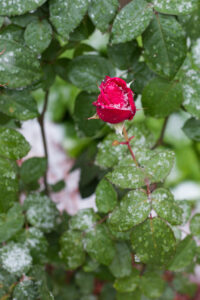 red rose with snow